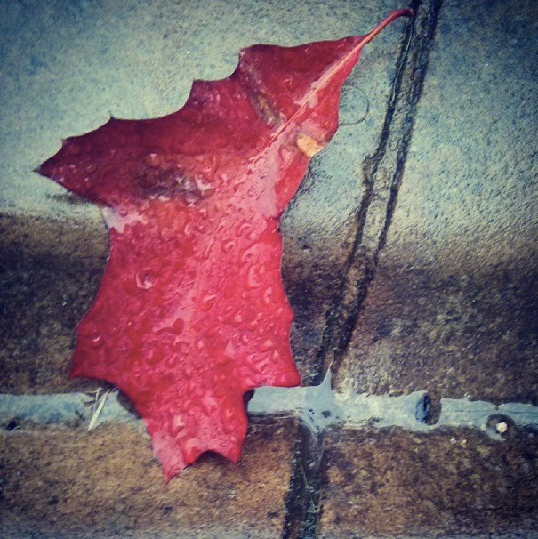 a picture of a red leaf in the rain of sheffield